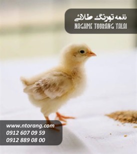 فروش جوجه گوشتی پرناز